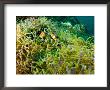 False Clown Anemonefish In Sea Anemone, Malapascua Island, Philippines by Tim Laman Limited Edition Print