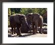 Elephants At The Pittsburgh Zoo, Pennsylvania by Stacy Gold Limited Edition Print
