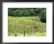 Vineyard Tractor In Vines At Chateau Soucherie Of Pierre-Yves Tijou, Maine Et Loire, France by Per Karlsson Limited Edition Print