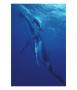 Humpback Whale And Calf, Tonga, South Pacific by Amos Nachoum Limited Edition Print