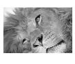 Lion's Face by Henry Horenstein Limited Edition Pricing Art Print