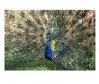 Male Peacock (Paro Cristatus) by Peggy Koyle Limited Edition Print