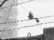 Sparrow Landing On Barbed Wire Atop The Berlin Wall by Paul Schutzer Limited Edition Pricing Art Print