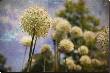 Dandelions I by Jo Ann Tooley Limited Edition Print