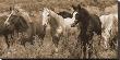 Pasture Pals Sepia by Barry Hart Limited Edition Print