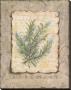 Vintage Herbs, Rosemary by Constance Lael Limited Edition Pricing Art Print