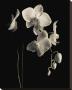Orchid Study Ii by Dianne Poinski Limited Edition Print