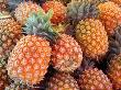 Pineapples, Sunshine Coast, Queensland, Australia by David Wall Limited Edition Print