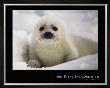 Harp Seal Pup by Gerry Ellis Limited Edition Print