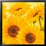 Sun In The City by Susanne Bach Limited Edition Pricing Art Print