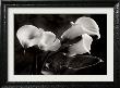 Calla Lilly by Sondra Wampler Limited Edition Pricing Art Print