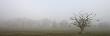 Gnarled Decidous Tree Silhouetted In A Misty Field, Winkleigh, Devon, England by Adam Burton Limited Edition Print