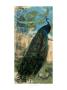 Rustic Peacock I by Jennifer Goldberger Limited Edition Print
