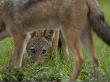 A Black Backed Jackal, Canis Mesomelas, Looking Under Another by Beverly Joubert Limited Edition Print