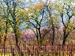 Technicolor Vineyard by Bob Cornelis Limited Edition Print