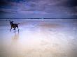 Dog On Beach With Surfers In Background, St Ives, Cornwall, England, Uk by Images Monsoon Limited Edition Print