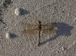 Dragonfly On A Sandy Beach by Stephen Alvarez Limited Edition Print