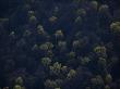 Aerial View Of Trees On The Cumberland Plateau In Spring by Stephen Alvarez Limited Edition Print