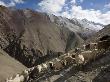 Herding Goats In The Kharlung Valley by Steve Winter Limited Edition Print