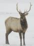 Adult Male Elk Standing In A Field The Snow by Tim Laman Limited Edition Pricing Art Print