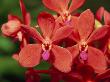 Cluster Of Hybrid Red Orchids by Tim Laman Limited Edition Print