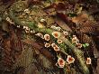 Fungi Feeding On A Mossy Log On A Leaf-Littered Forest Floor by Tim Laman Limited Edition Print