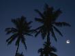 Silhouetted Palm Trees At Dusk With A Crescent Moon by Tim Laman Limited Edition Print