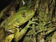 Young Iguana Clinging To A Mossy Tree Trunk by Tim Laman Limited Edition Print