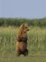 Brown Bear (Ursus Arctos) Standing Up In Grass by Tom Murphy Limited Edition Pricing Art Print