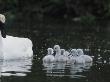 Trumpeter Swans (Cygnus Buccinator) And Cygnets by Tom Murphy Limited Edition Print