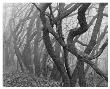 Potato Creek Gnarled Trees Black And White by Danny Burk Limited Edition Print