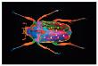 Coleoptera by Harold Davis Limited Edition Print