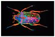 Coleoptera by Harold Davis Limited Edition Pricing Art Print