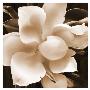 Magnolia Close Up Ii by Christine Zalewski Limited Edition Print