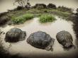 Galapagosturtles by Scott Stulberg Limited Edition Pricing Art Print