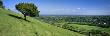 Summer View South With Box Tree From Box Hill, North Downs, Surrey Hills, Surrey, England, Uk by John Miller Limited Edition Print