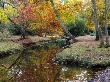 Autumn Foliage Beside A New Forest Stream, New Forest, Hampshire, England, United Kingdom, Europe by Adam Burton Limited Edition Print