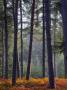 Autumn In A New Forest Pine Inclosure, New Forest, Hampshire England, United Kingdom, Europe by Adam Burton Limited Edition Print