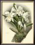 Dramatic Orchid I by Chas Storer Limited Edition Pricing Art Print