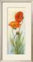 Rembrandt Poppies by Carol Rowan Limited Edition Pricing Art Print