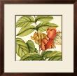 Tropical Blooms And Foliage Iii by Jennifer Goldberger Limited Edition Print