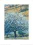 Olive Tree And Fields, Rhodes by Robert Jones Limited Edition Print