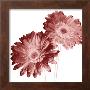 Red Daisies by Dick & Diane Stefanich Limited Edition Print