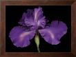 Blue Rainbow Iris by Harold Feinstein Limited Edition Pricing Art Print