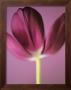 Tulip by Carol Sharp Limited Edition Pricing Art Print