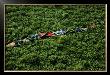 Barques Prises Dans Les Jacinthes D'eau Sur Le Nil, Egypte by Yann Arthus-Bertrand Limited Edition Print