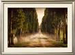Cypress Lined Road Ii, Siena Tuscany by Jimmy Williams Limited Edition Print