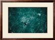 Baleine by Yann Arthus-Bertrand Limited Edition Print