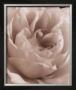 Delicate Rose by Alan Majchrowicz Limited Edition Print