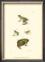 Antique Frogs Ii by J.W. Hill Limited Edition Print